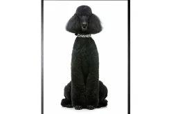 Art Print Chanel Poedel FA-110