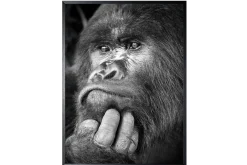 Art Print Gorilla ISF103