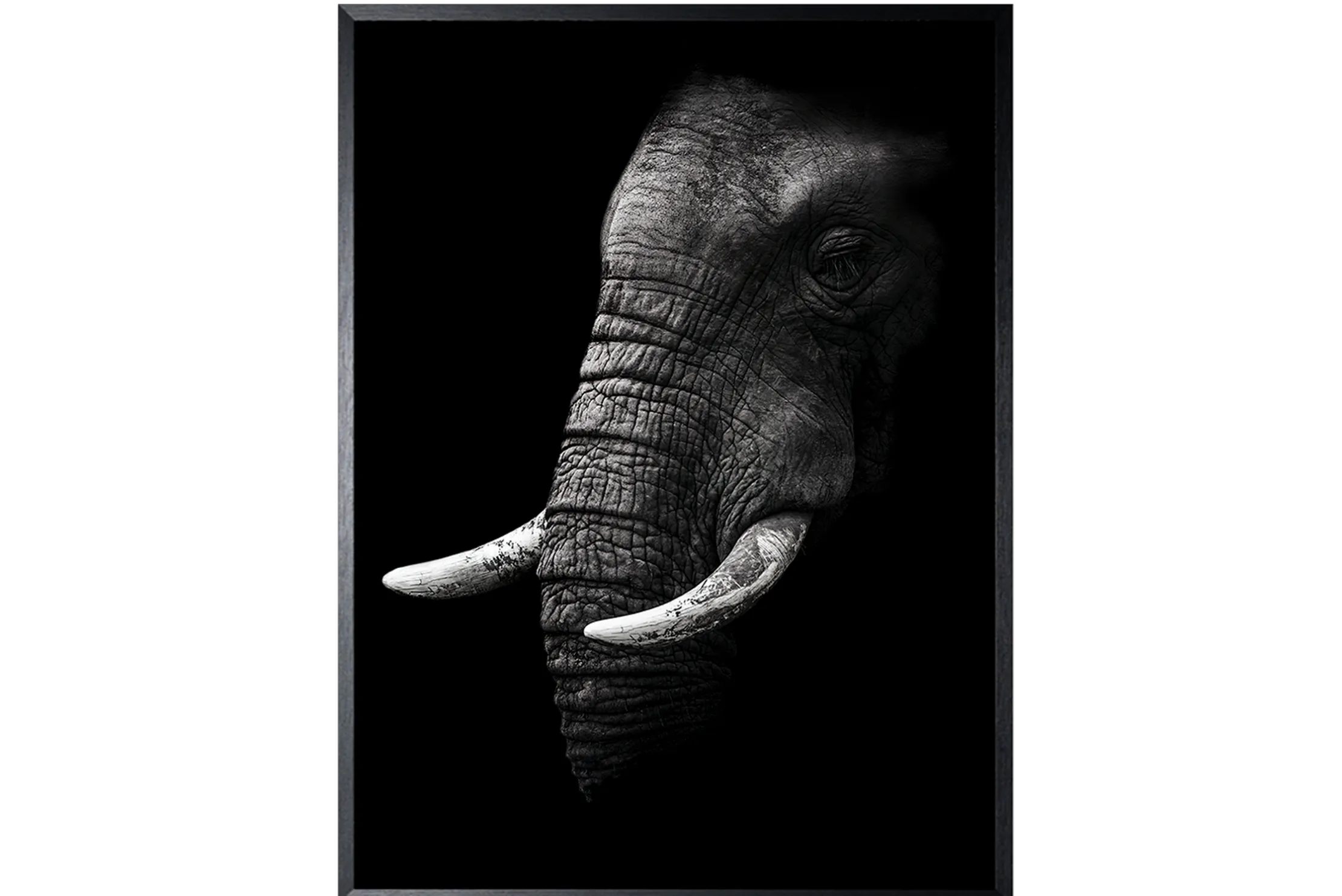 Art Print Olifant SHA414