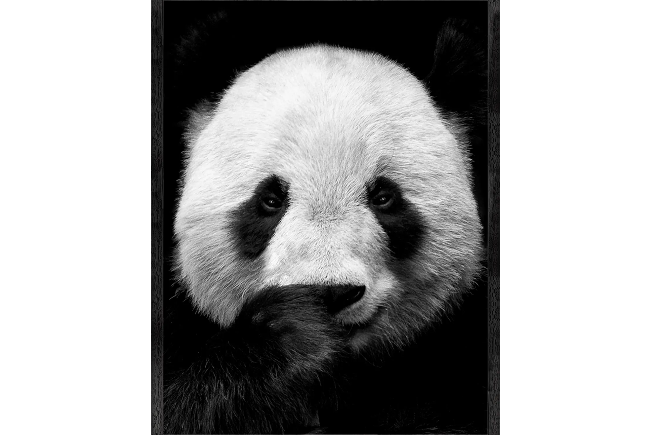 Art Print Panda ISC-011