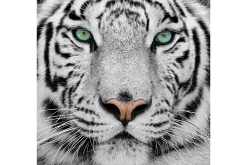 Art Print Witte Tijger TIG-013
