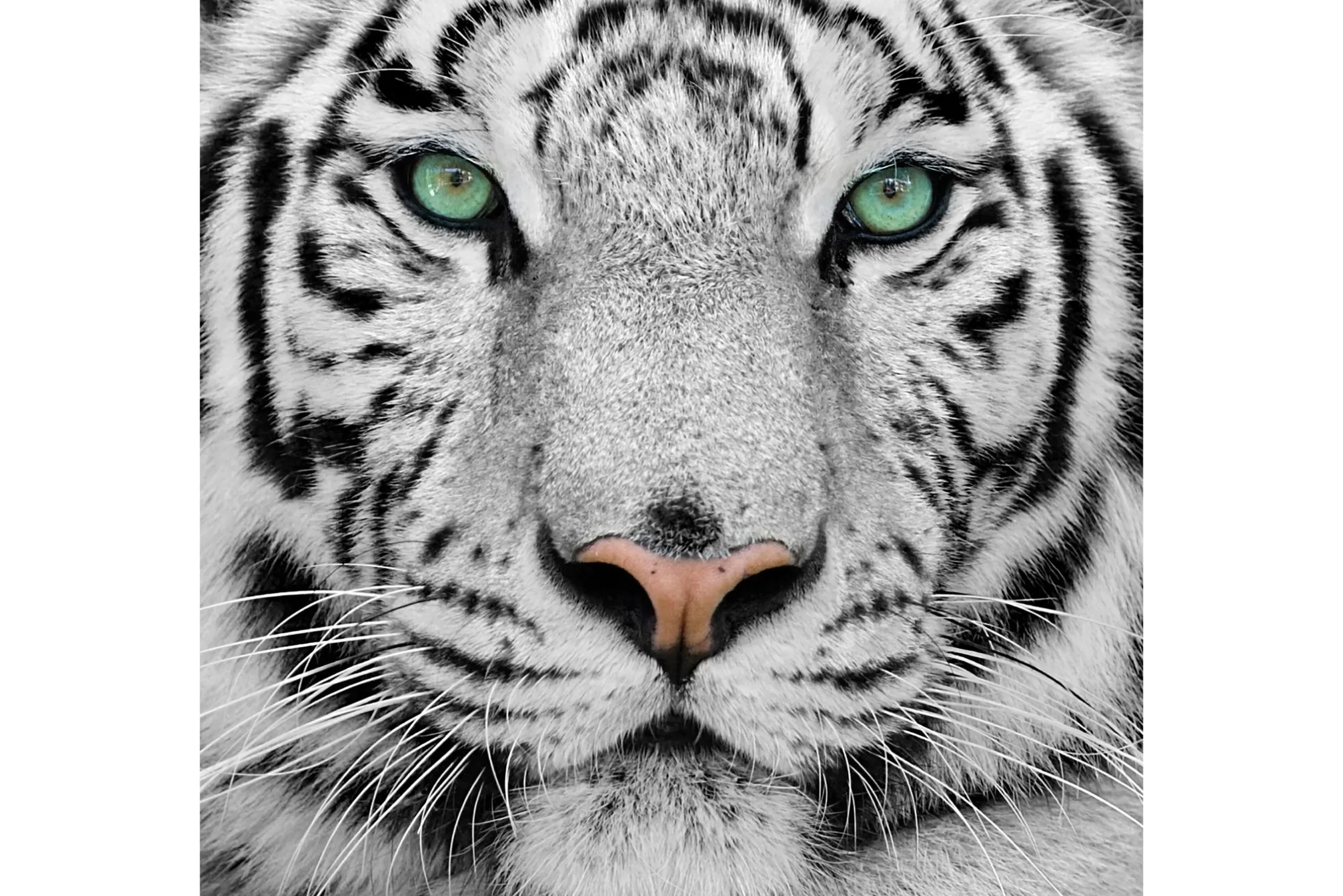 Art Print Witte Tijger TIG-013