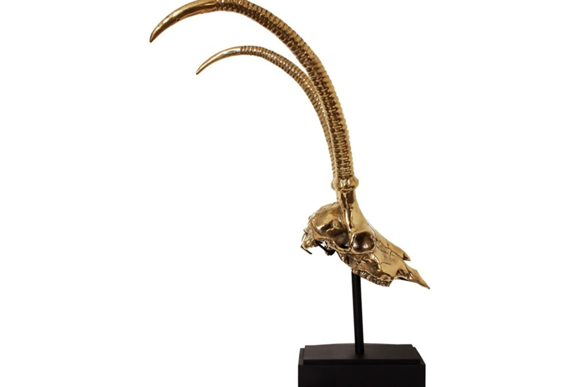 Deco H13 Gazelle Skull